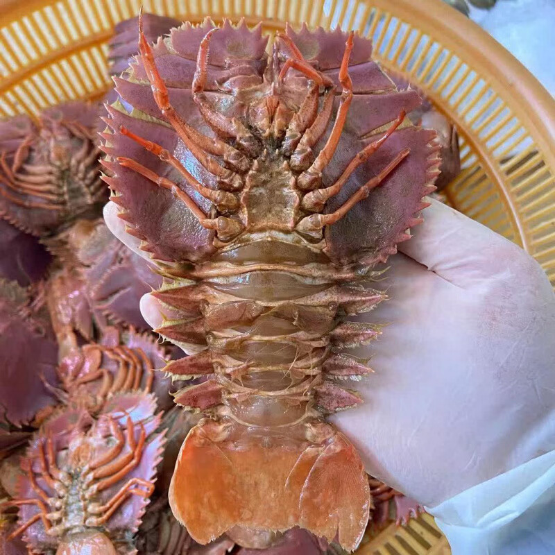 高舟山琵琶虾鲜活海鲜水产新鲜九齿扇虾濑尿虾姑虾爬子海鲜水 100-150g/只 1kg(净重)