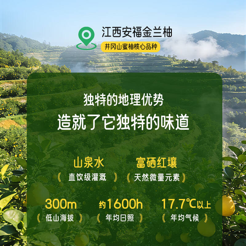 井大侠金兰柚香柚双柚汁0脂含VC鲜果鲜榨玻璃瓶复合果蔬汁饮料夏季饮品 金兰柚双柚汁300ml*15瓶