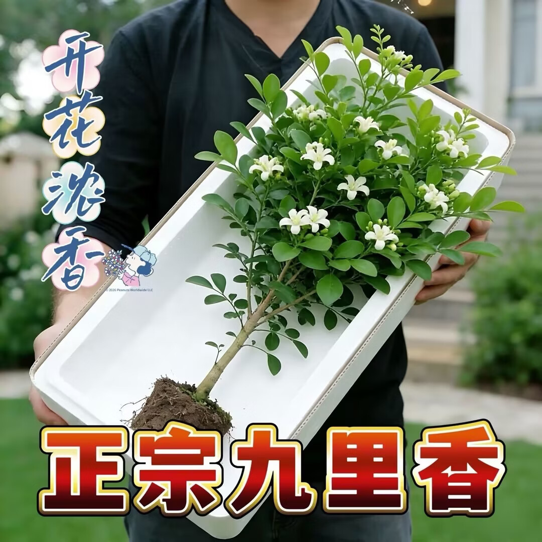 正宗九里香驱蚊驱虫盆栽四季开花阳台绿植清香室内外净化空气植物 5颗+1个加仑盆
