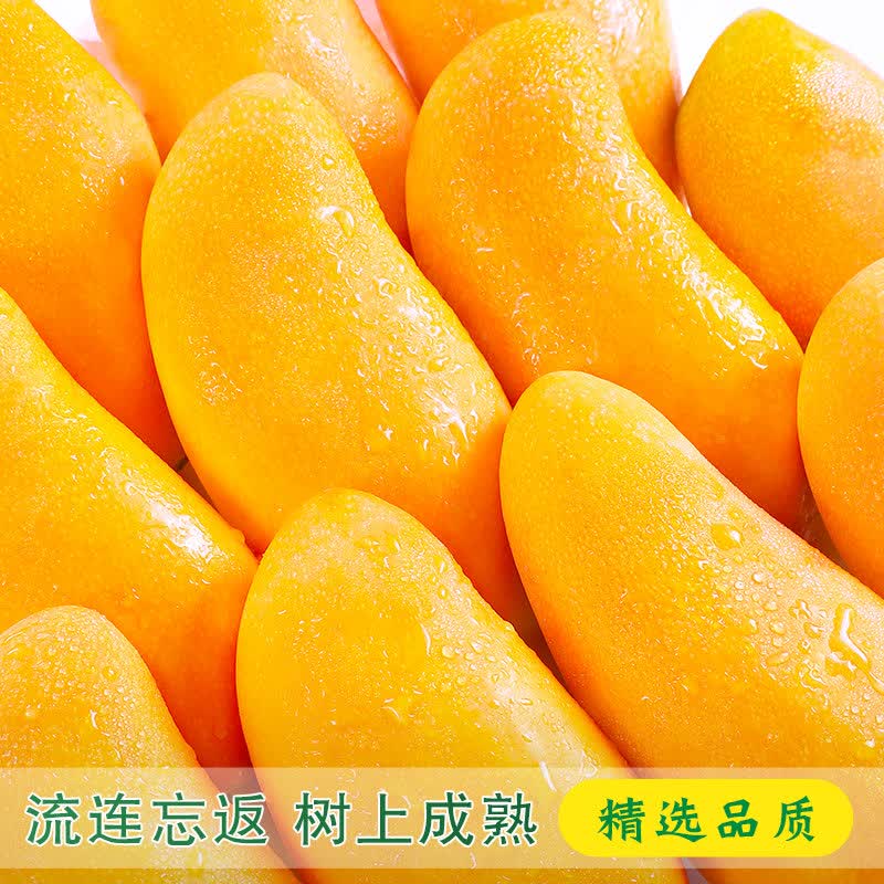 凯果思正宗海南金煌芒芒果水仙芒当季新鲜特大芒果果核薄香甜新鲜水果 8斤【精选装】