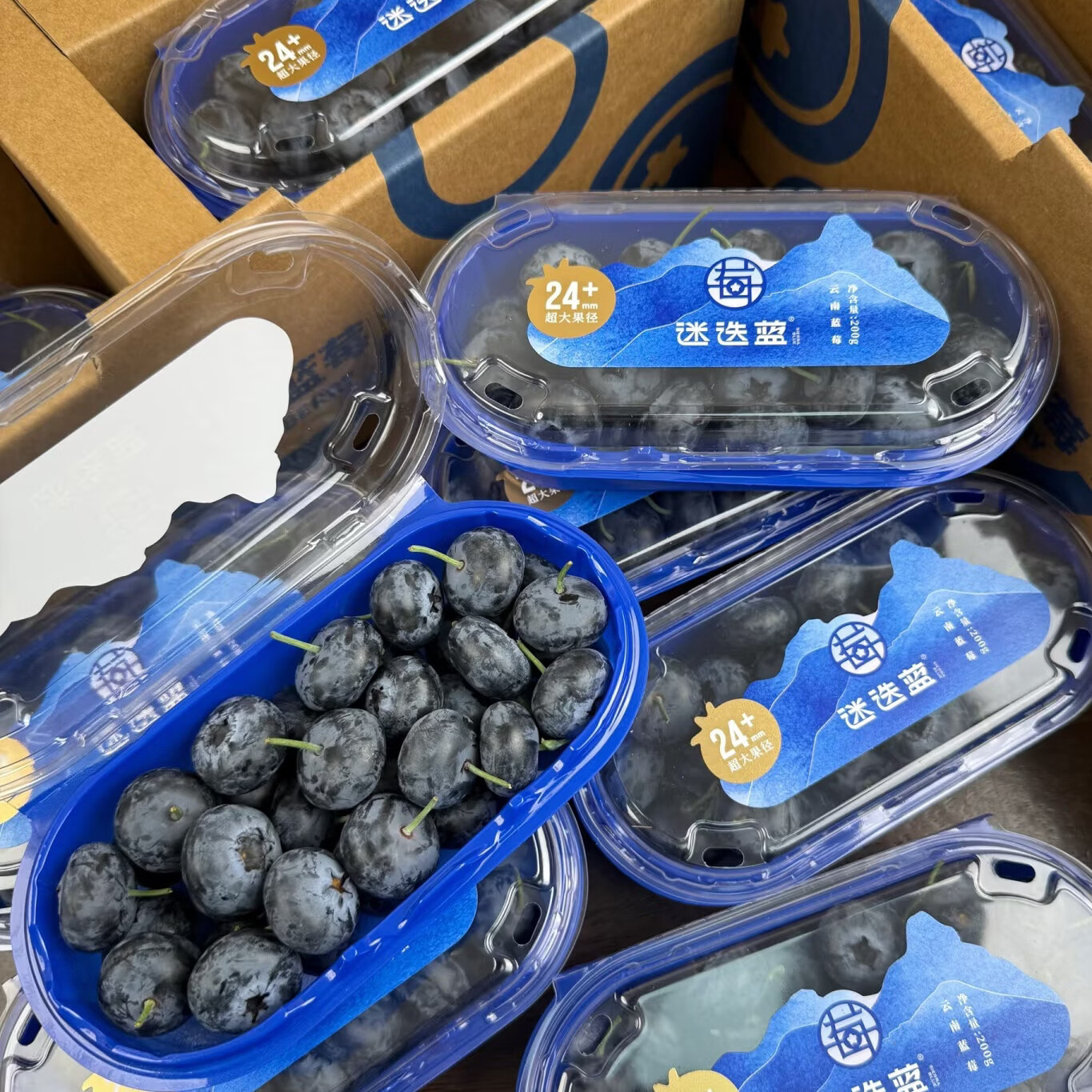 迷迭蓝Mistyblue雾蓝｜迷迭蓝蓝莓24mm大果 迷迭蓝8盒 京东折扣/优惠券