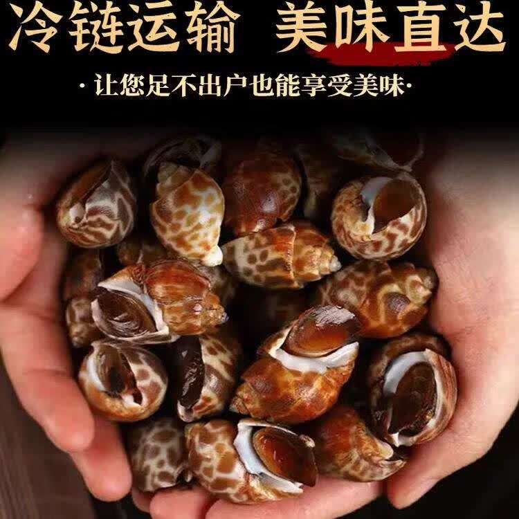 生鲜花螺鲜活新鲜冷冻海螺特大号东风螺泥螺海鲜水产贝类商用海鲜 无沙花螺【装 约50-80只/斤】 1kg