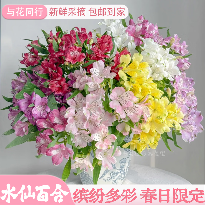 与花同行六初花水仙百合鲜花云南斗南基地直发水养家庭客厅办公室水培真花 专属【10枝】珊瑚橙色水仙百合 生花苞发货  养护后开放变大
