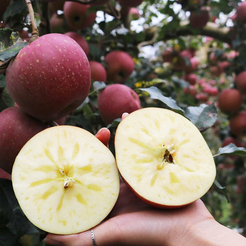 都乐Dole 国产丑苹果 云川精选苹果是脆甜的吗？