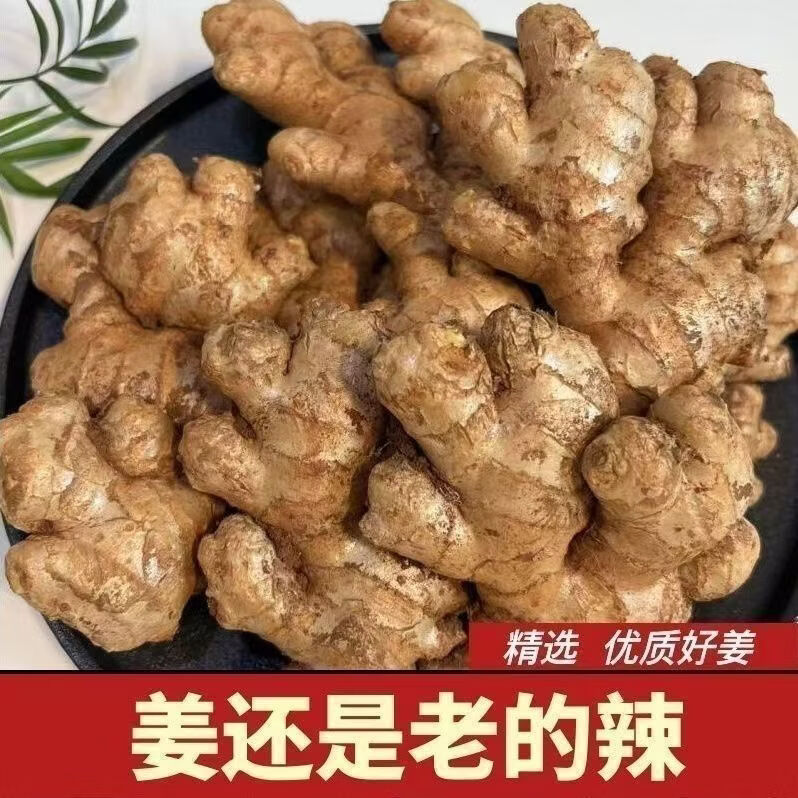2026正宗云南小黄姜5斤新鲜嫩生姜现挖高山沙姜嫩姜土姜蔬菜包邮 精选装【5斤精选整块】辛辣十足