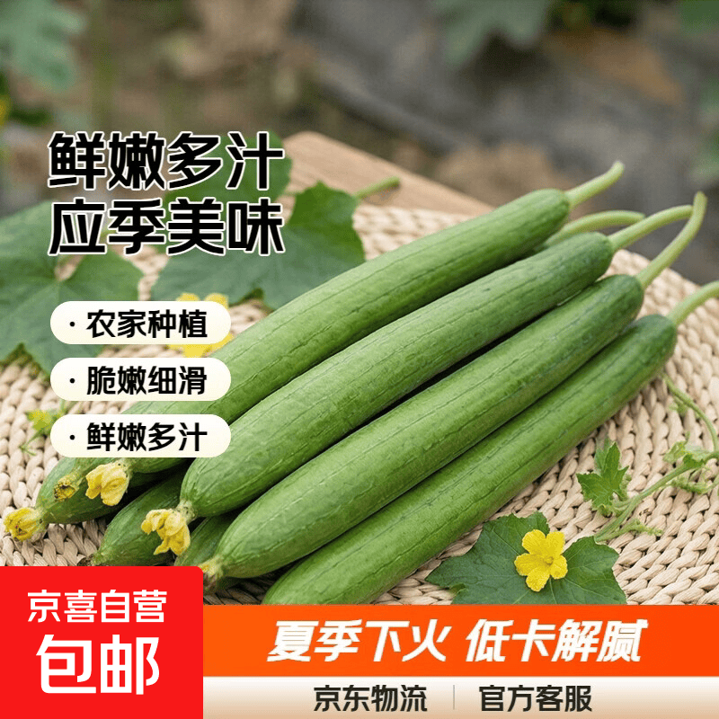 山东寿光长丝瓜新鲜采摘口感鲜嫩应季蔬菜绿皮 新鲜丝瓜带箱5斤 4.8斤