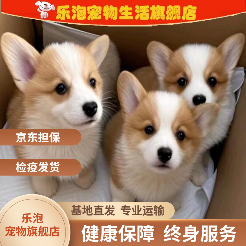 ���� �»���Ѫ��Ȯ �� ˫ɫ��ɫ С�� �������� ��԰��    209Ԫ����һֻ �������