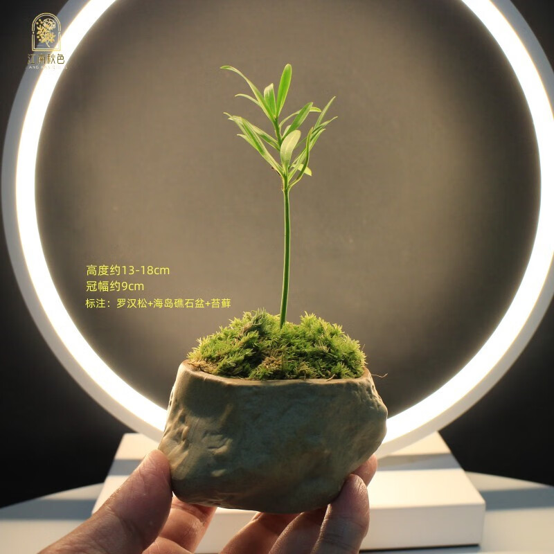 双十一查绿植盆栽历史价格|绿植盆栽价格走势图