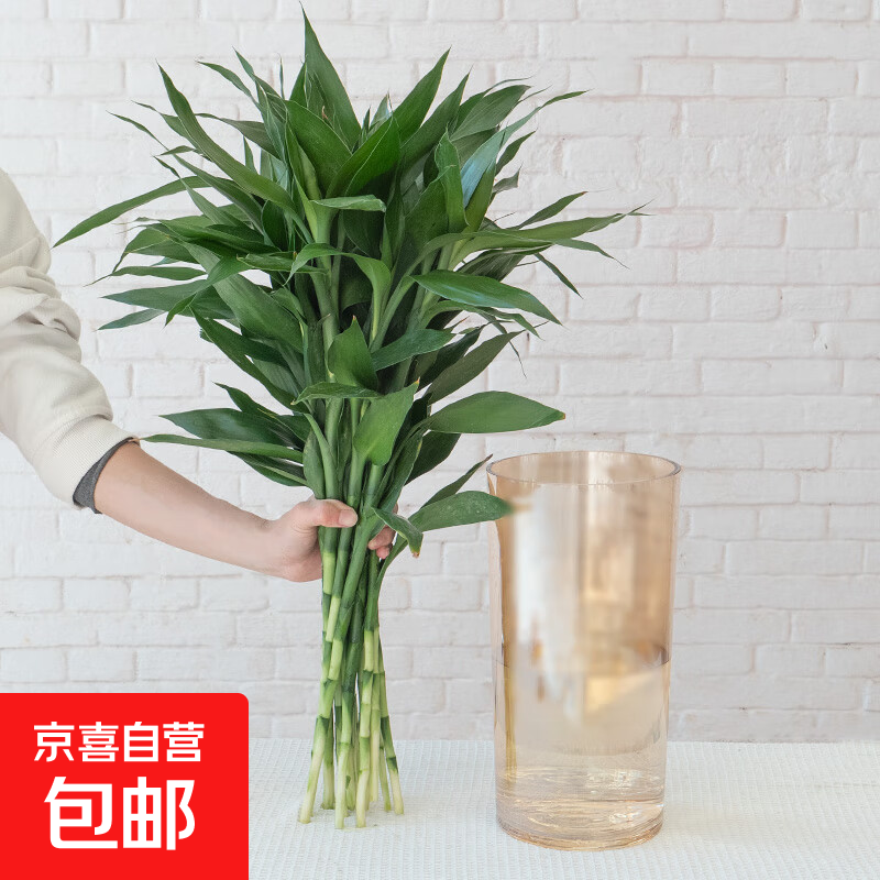 �����ʻ�������ˮ����ֲ�����칫���ļ����������ʻ�����4 ��ѡ������10֦ 13.5Ԫ