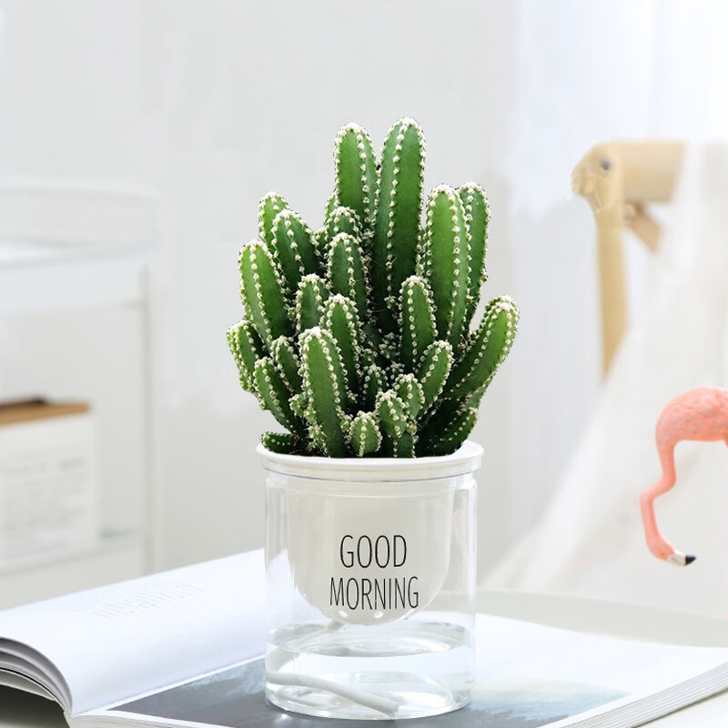 叹为观止18种吊兰任你选金边吊兰各种盆栽花卉客厅垂吊桌面植物净化空气 水培万重山 含盆