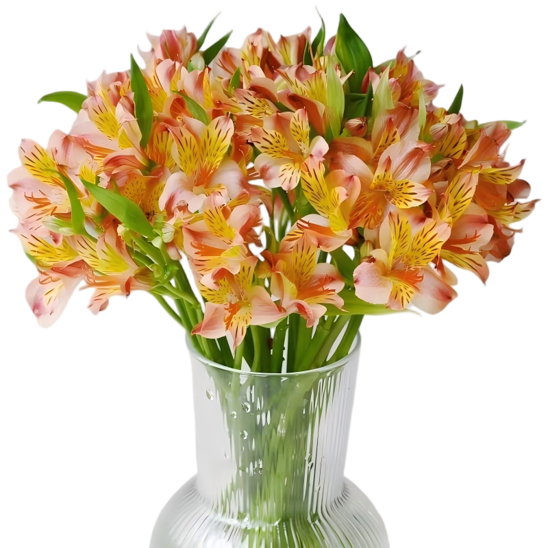 与花同行六初花水仙百合鲜花云南斗南基地直发水养家庭客厅办公室水培真花 【买10支送10枝】随机色水仙百合 生花苞发货  养护后开放变大