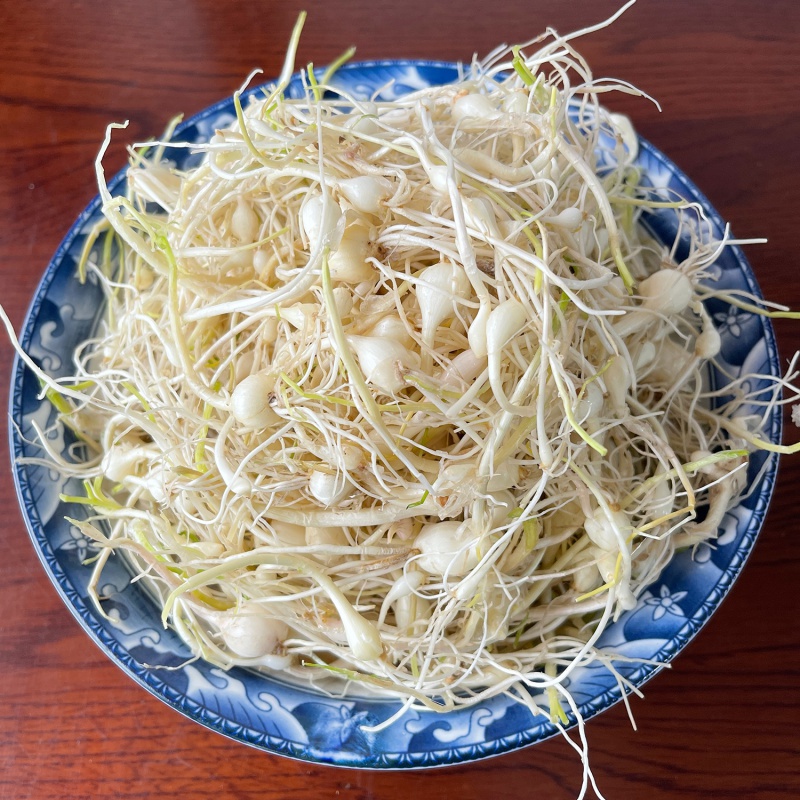 巢浩东北特产小根蒜新鲜山野菜大脑瓜小头蒜蘸酱菜500g顺丰 500g