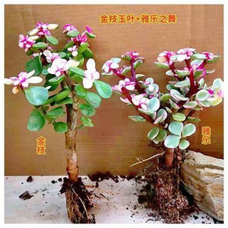 雅乐之舞金枝玉叶室内阳台多肉植物盆栽观花绿植老桩肉肉盆景花卉