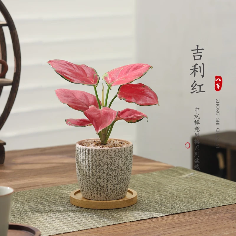 八芽如意盆栽吉利红室内好养花卉小绿植办公桌面植物盆景源头直发包邮 迷你吉利红-星徽盆-竹底托【推荐款】 带陶瓷盆栽好