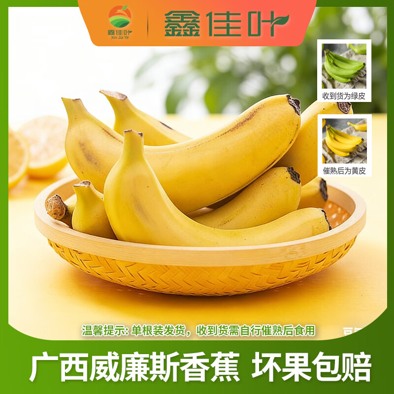 鑫佳叶广西威廉斯香蕉 单根装（需催熟） 净重4.5斤 单果100g+（单根装 收到需催熟）
