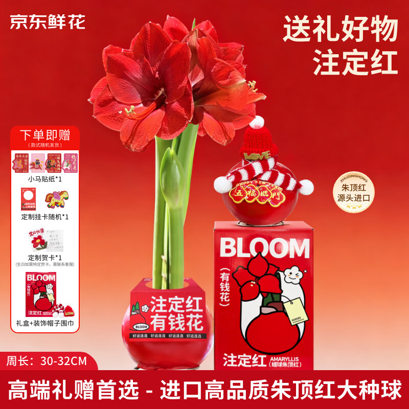 京东鲜花进口朱顶红蜡球礼盒-红君主30-32cm母亲节会员生日礼物源头直发