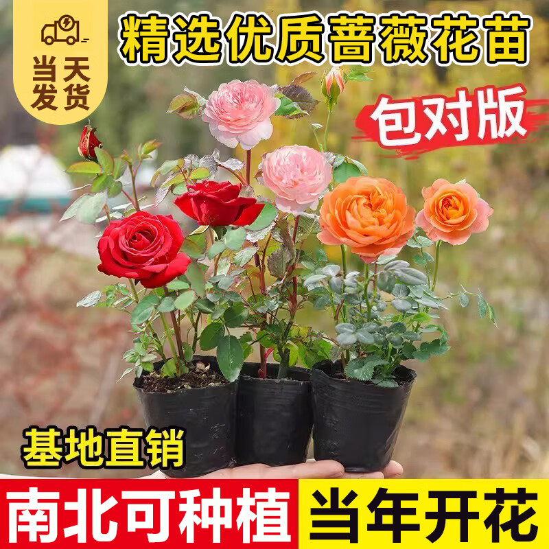 开时果 爬藤月季蔷薇花苗大花浓香 庭院藤本花卉绿植物阳台爬墙玫瑰盆栽 佛蒂娜【10-25cm#包对版】