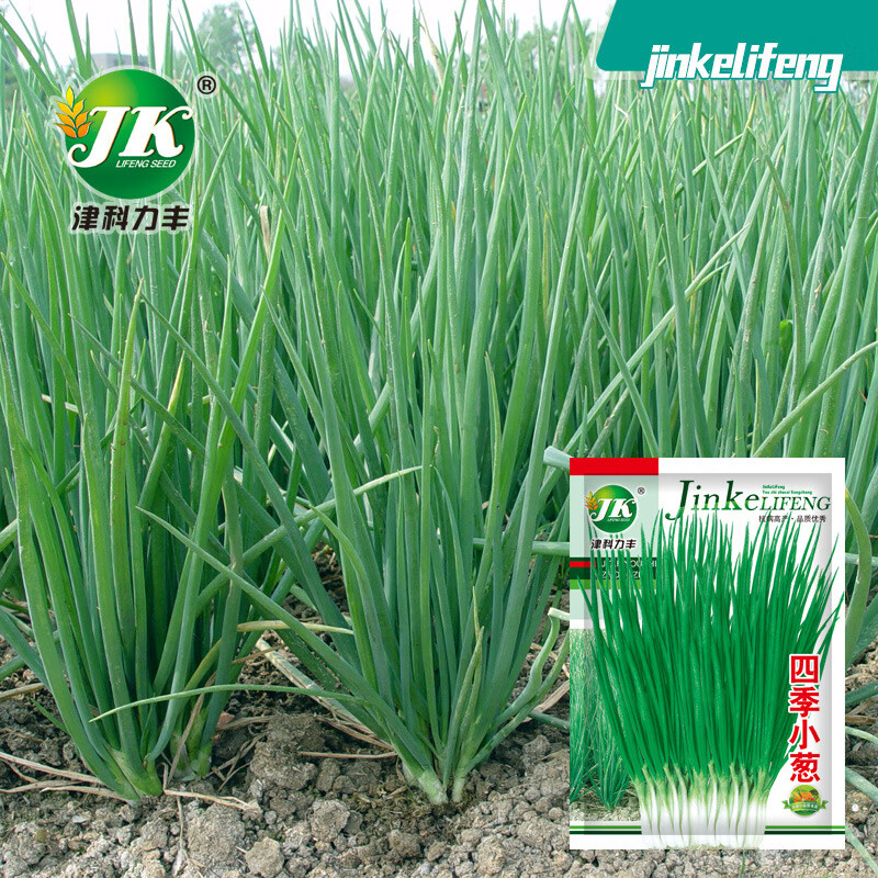 四季小葱种子室内盆栽香葱春夏秋冬四季播种田园蔬菜种子 小葱种子3包 无规格
