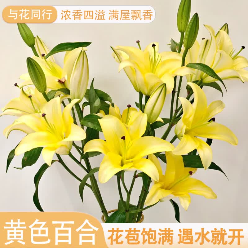 与花同行黄天霸木门皇帝单瓣香水百合浓香型云南昆明斗南基地鲜花批发花束 【12个花苞】随机色系香水百合 枝长45-55cm