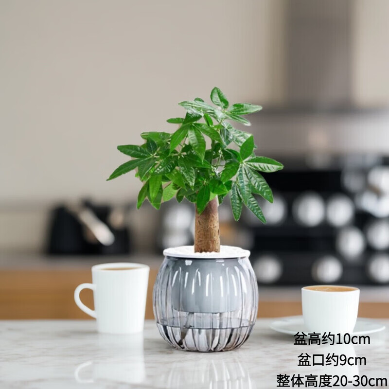 绿有意绿植盆栽桌面水培绿植办公室植物懒人好养盆景水养植物 发财树（灰色南瓜自动吸水盆） 含盆