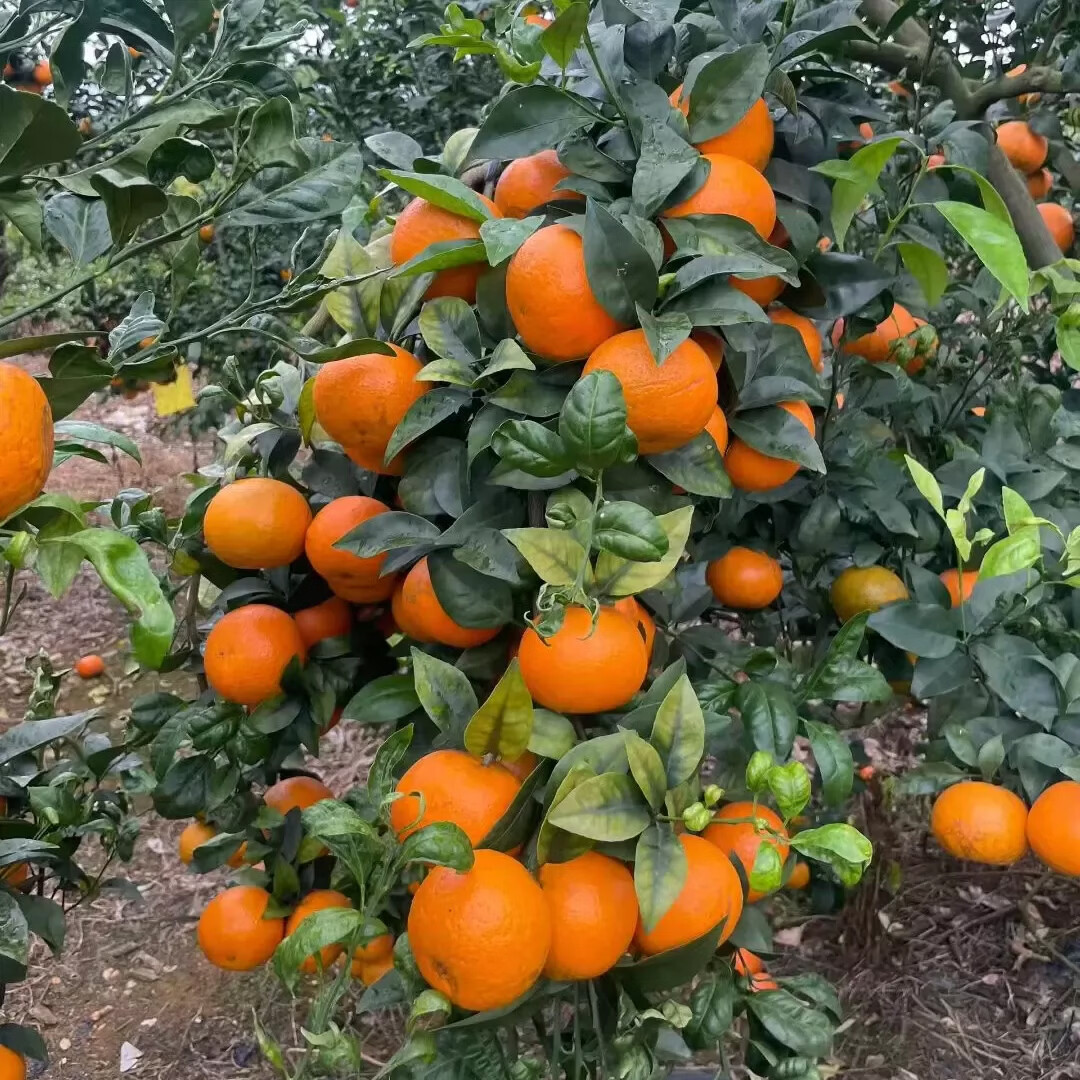 uncle lemon四川高山沃柑新鲜薄皮蜜柑当季柑橘子现摘果园现摘甜多汁产地直发 带箱9斤 【大果】果径70-80mm，维C丰富，实惠装