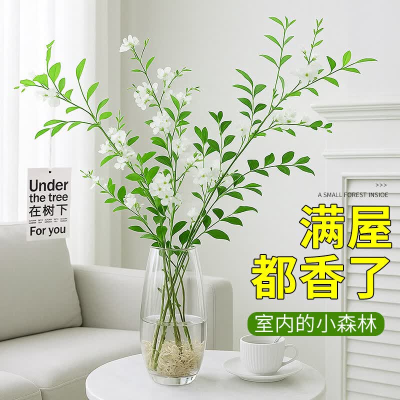 种花迷九里香盆栽水培植物面驱蚊绿植室内发财树水养花卉懒人驱蚊植物 九里香40-50cm 2棵【单发植物】当年开花