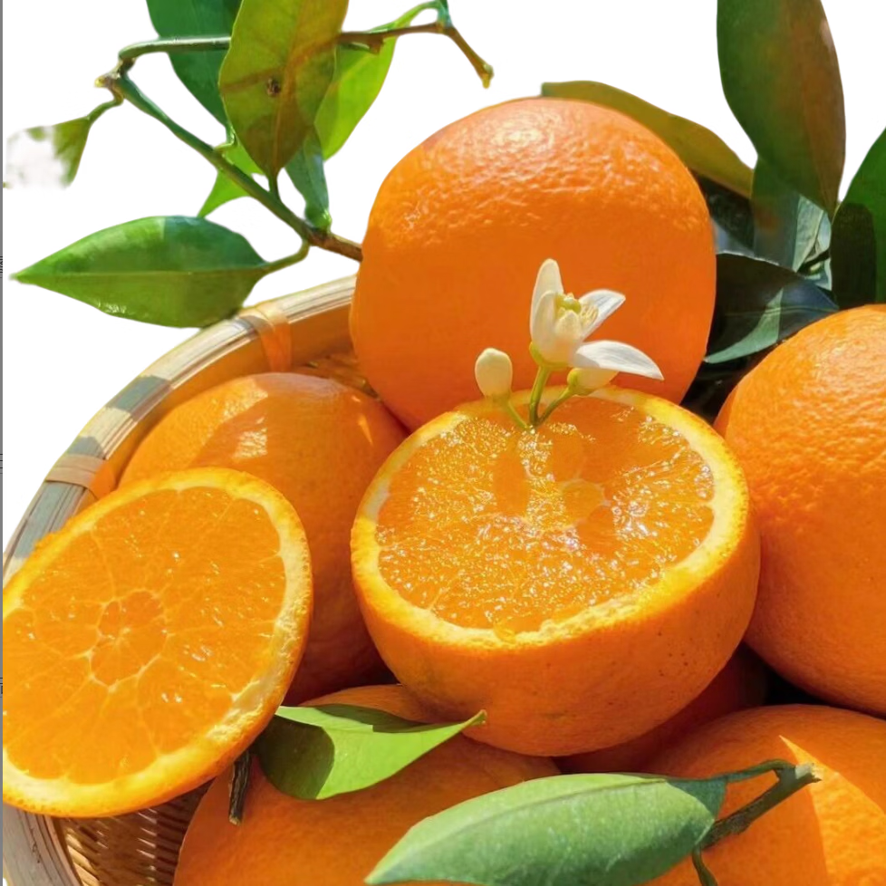 薏品甄鲜湖北伦晚脐橙 新鲜应季水果 香甜多汁 春橙整箱装 净重4.5斤【果径60-70mm】