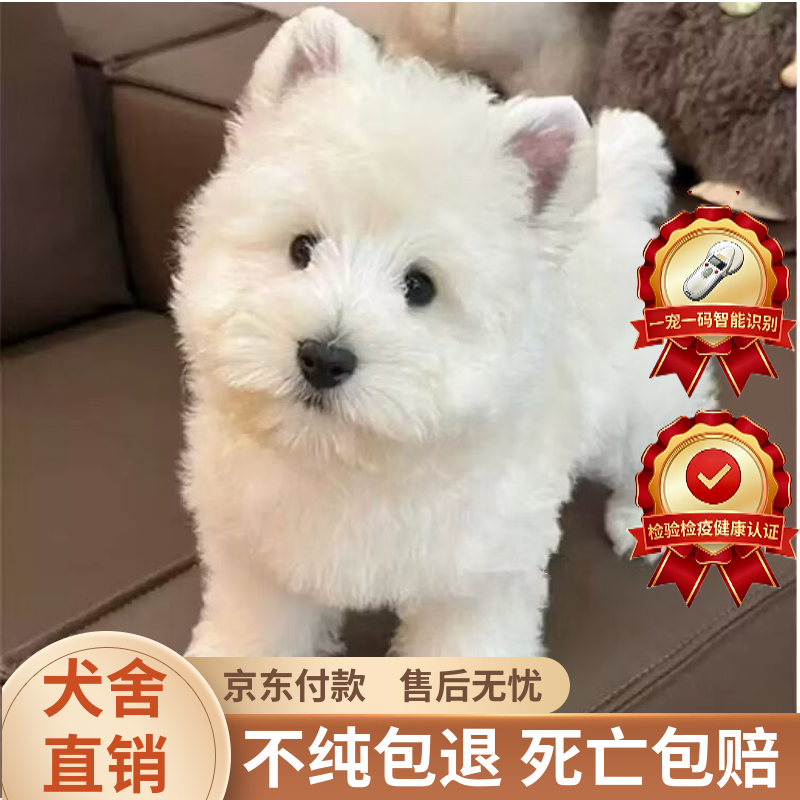 ���ڲ��������������ߵذ׹���Ȯ��ë��ë�������ߵ�С��˫Ѫͳ�������ﹷС������ ���Ｖ ��Ʒ���ߵ� �� 6780Ԫ