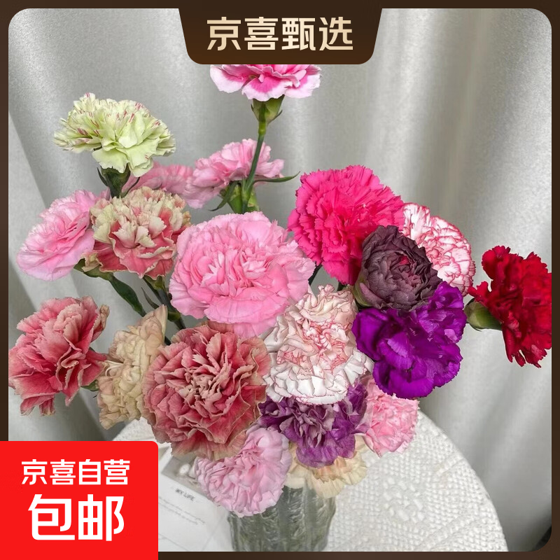 【渠道专享】康乃馨基地直发水养女神节插花520母亲节生日礼物高 混色康乃馨10支