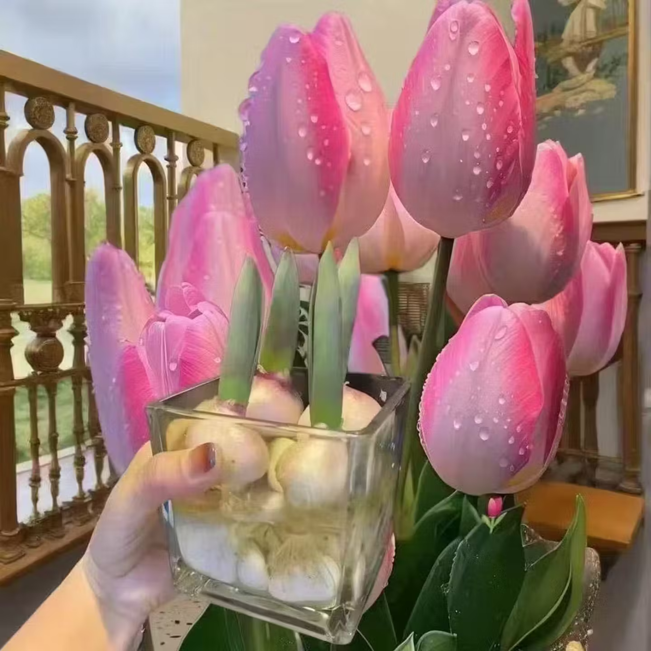 郁金香大种球四季水培土培耐寒花卉种子室内阳台水养植物 10颗加盆加营养液