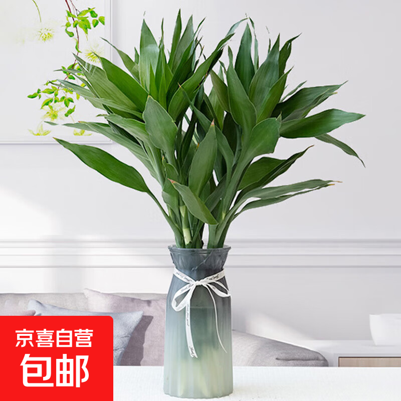 �����ʻ�������ˮ����ֲ�����칫���ļ����������ʻ�����5 ��ѡ������5֦ 8.9Ԫ