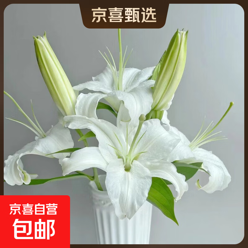 百合鲜切花云南基地直发瓶插水养母亲节520送妈妈  爱人暖心礼物 白色香水百合12朵