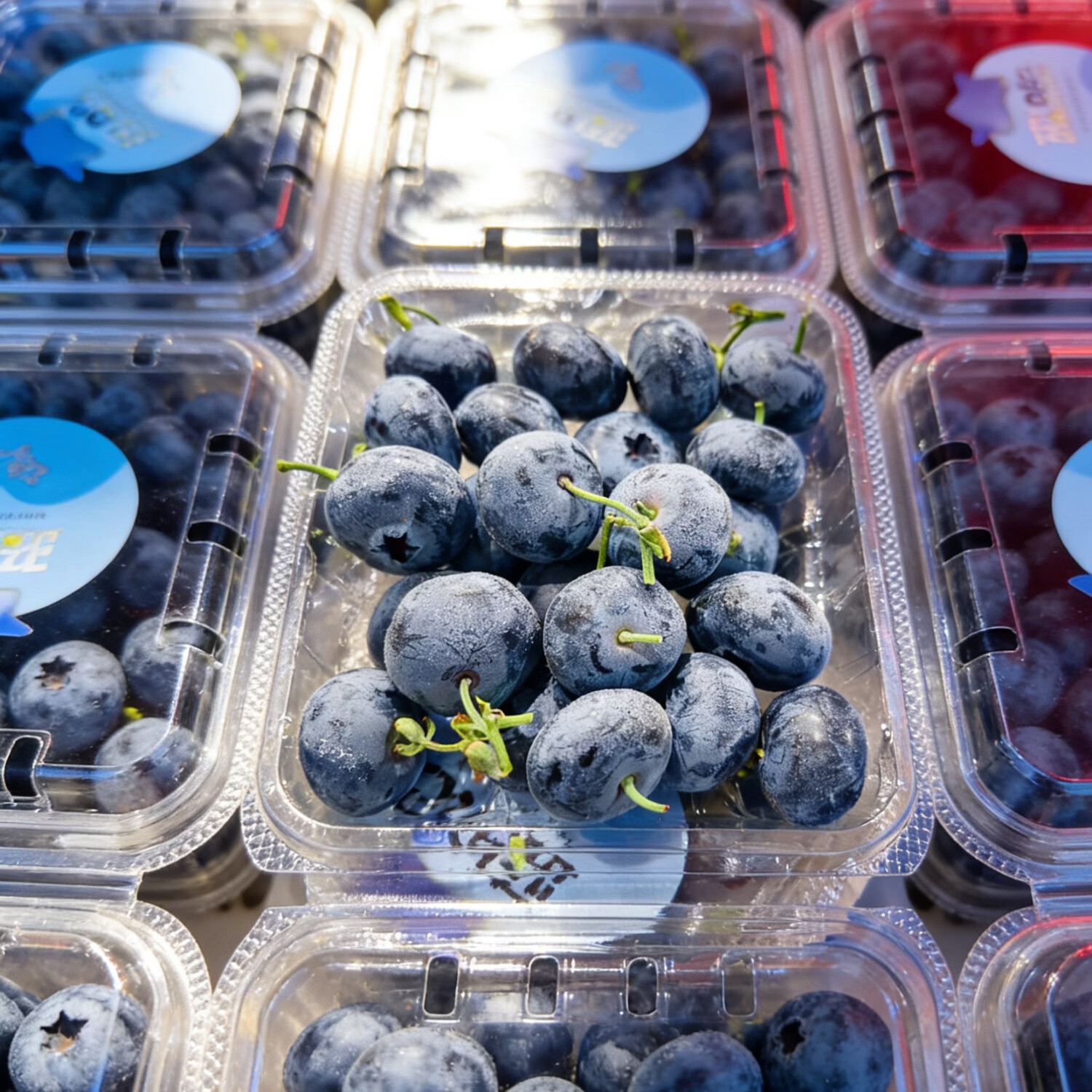 Misty雾蓝｜云南高山迷迭蓝蓝莓随机包装18mm蓝莓新鲜 12盒
