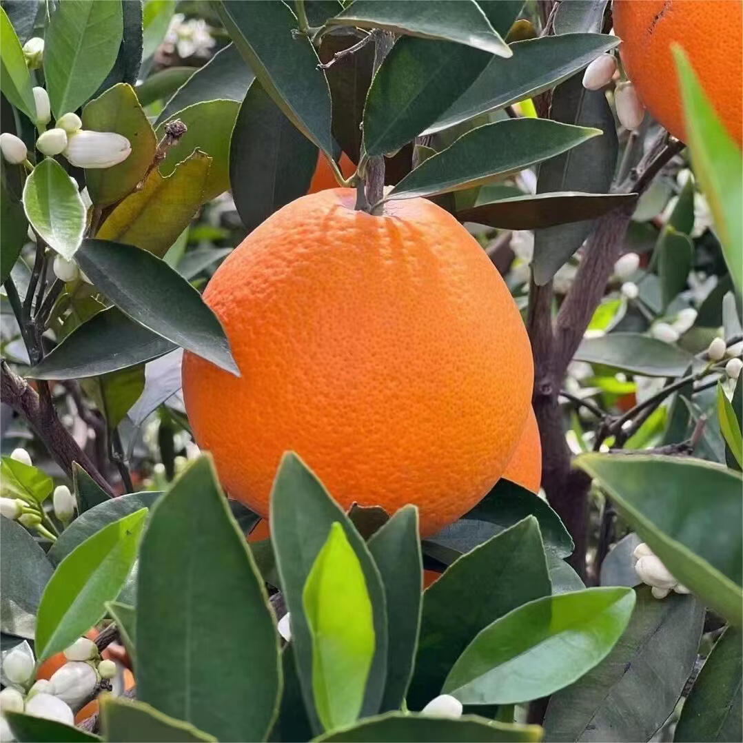 您家橙秭归伦晚脐橙甜正宗水果鲜橙酸甜爆汁整箱源头直发应季水果 伦晚脐橙净重5斤130g