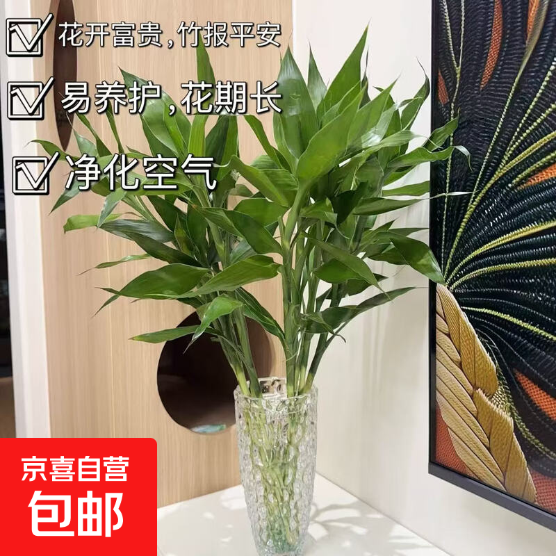 【富贵竹+剑兰】剑兰步步高鲜花水培鲜切花唐菖蒲礼物乔迁送礼 富贵竹5枝65cm
