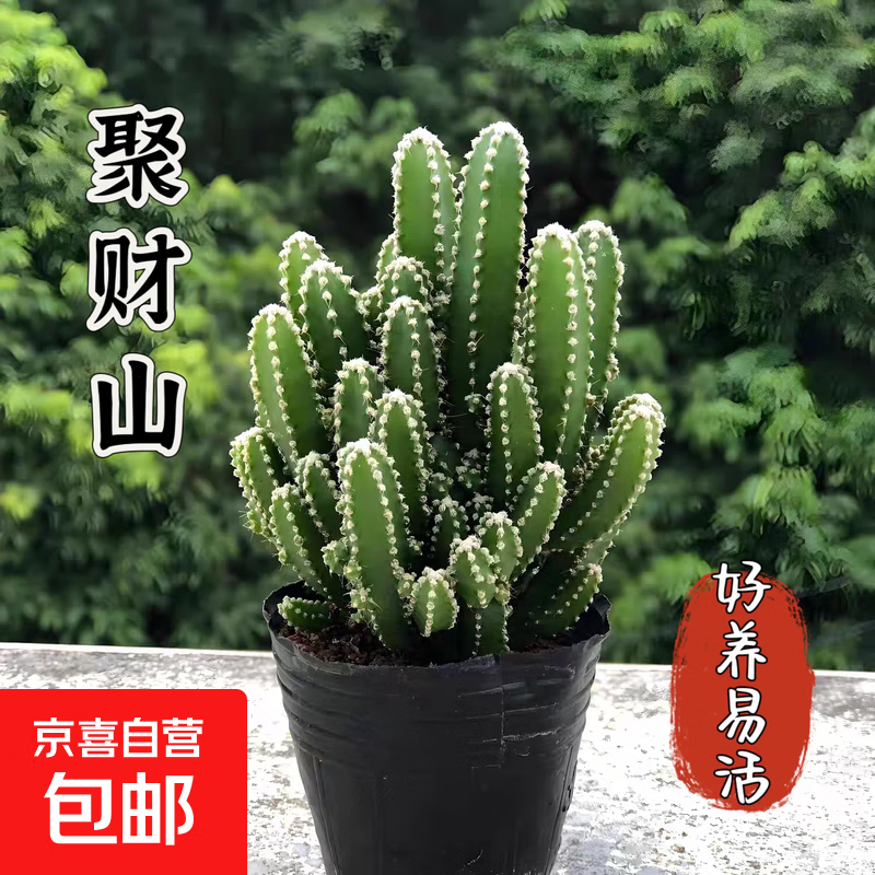 仙人掌仙人球室内盆栽多肉植物红太阳万重山办公室桌面绿植防辐射 万重山原盆高10-13cm 带盆栽好