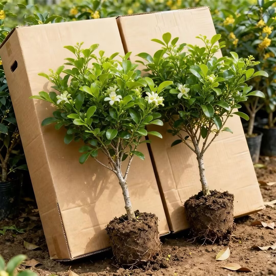 正宗九里香驱蚊驱虫盆栽四季开花阳台绿植清香室内外净化空气植物 5颗+1个加仑盆