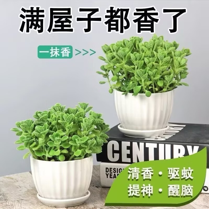 农家种植碰碰香一碰就香驱蚊净化空气小白好养活助睡眠可食用 两盆