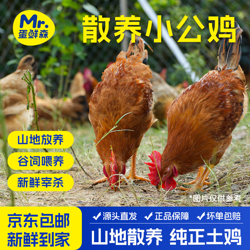蛋鲜森 散养土鸡走地鸡 1只装 净重1.3斤 未开叫小公鸡童子鸡 源头直发