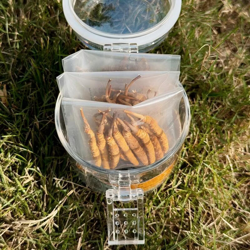 片仔癀冬虫夏草滋补职场续航全家滋补断草实惠装泡水煲汤打粉 5g断草体验装(全断)