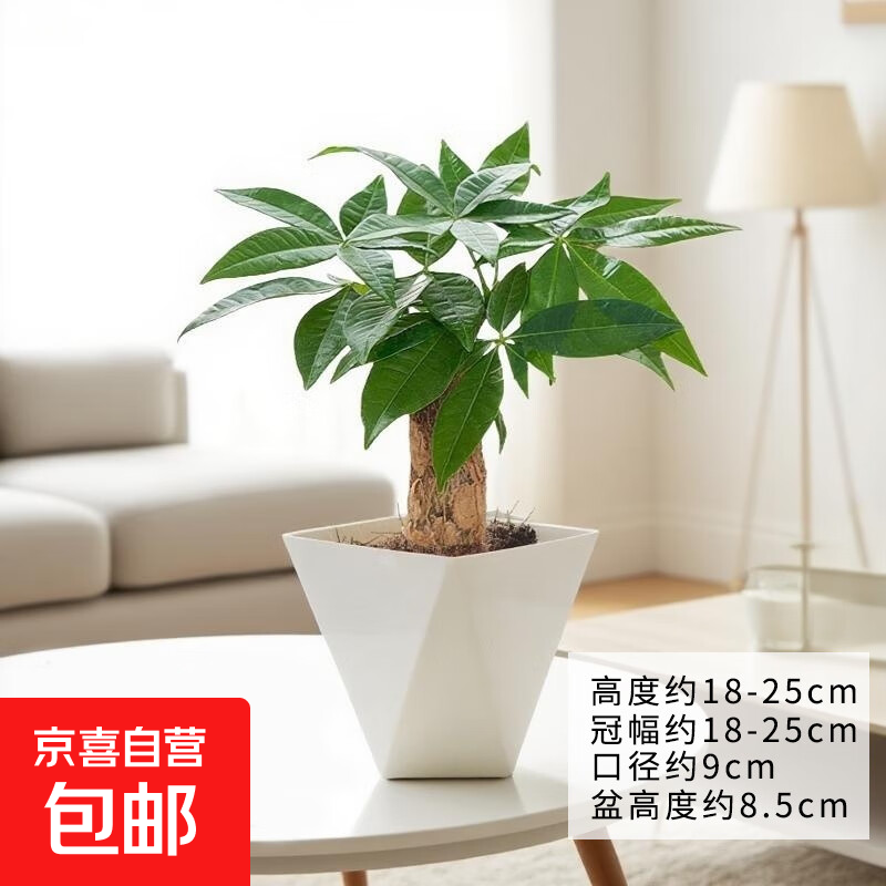 发财树盆栽绿植室内客厅桌面净化空气迷你摆件懒人好养花卉植物 单杆发财树+方韵树脂套盆