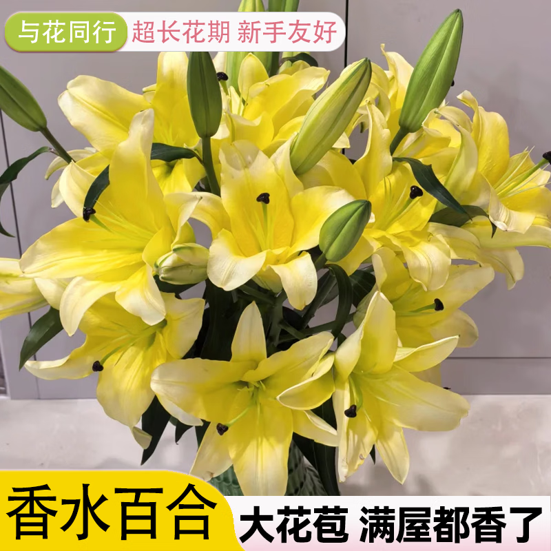 与花同行浓香型香水百合鲜切花云南昆明批发伊莎贝拉黄天霸家居水培鲜切花 【8-10个花苞】随机色系香水百合 枝长45-55cm（下单联系客服领取养护）
