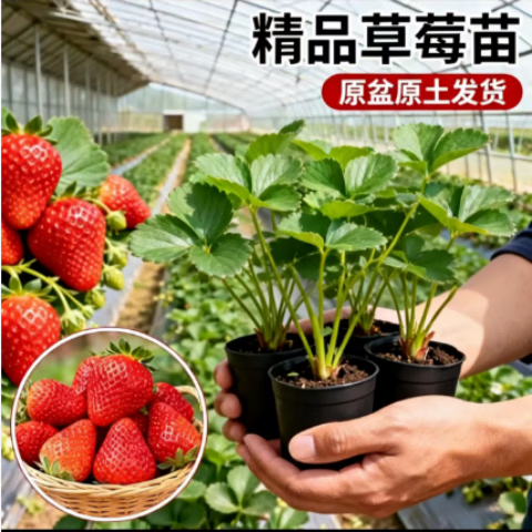 种花迷奶油草莓苗带花带果带盆带土四季阳台室内外南北方栽当年结果 （育苗杯栽好）4盆 奶油草莓