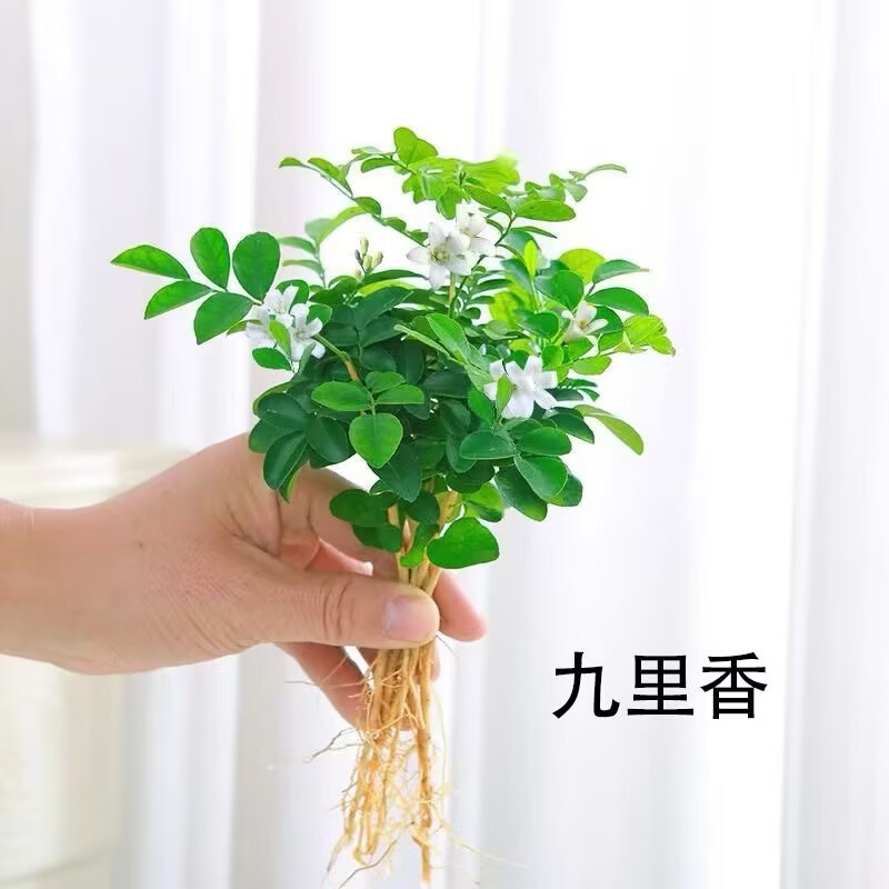 正宗九里香驱蚊驱虫盆栽四季开花阳台绿植清香室内外净化空气植物 5颗+1个加仑盆