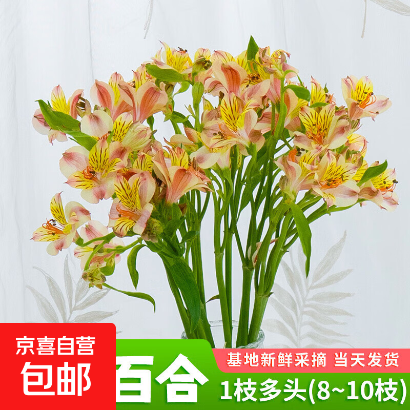 京喜自营云南水仙百合10枝，到手价仅9.9元