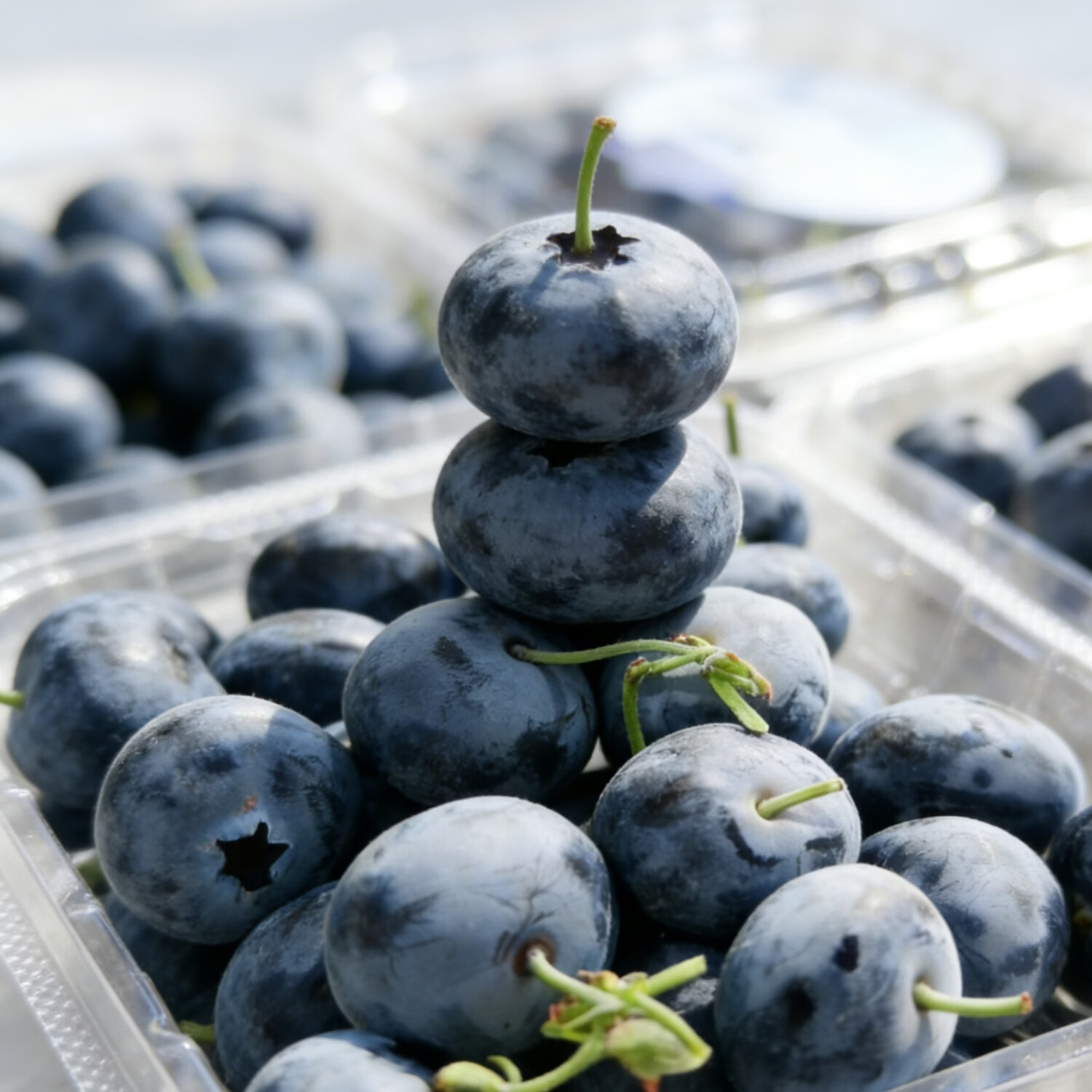 Misty雾蓝|云南高山迷迭蓝蓝莓随机包装18mm蓝莓新鲜 12盒 京东折扣/优惠券