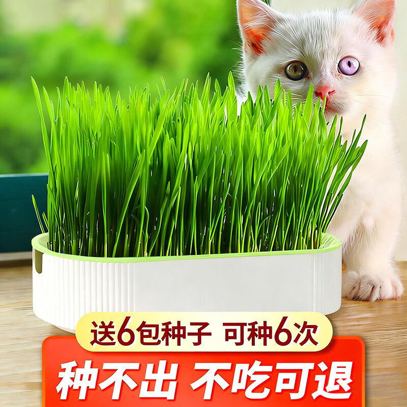 疯狂的主人猫草+6袋小麦种子盆栽无土水培薄荷化去毛球助排毛猫咪零食成幼猫
