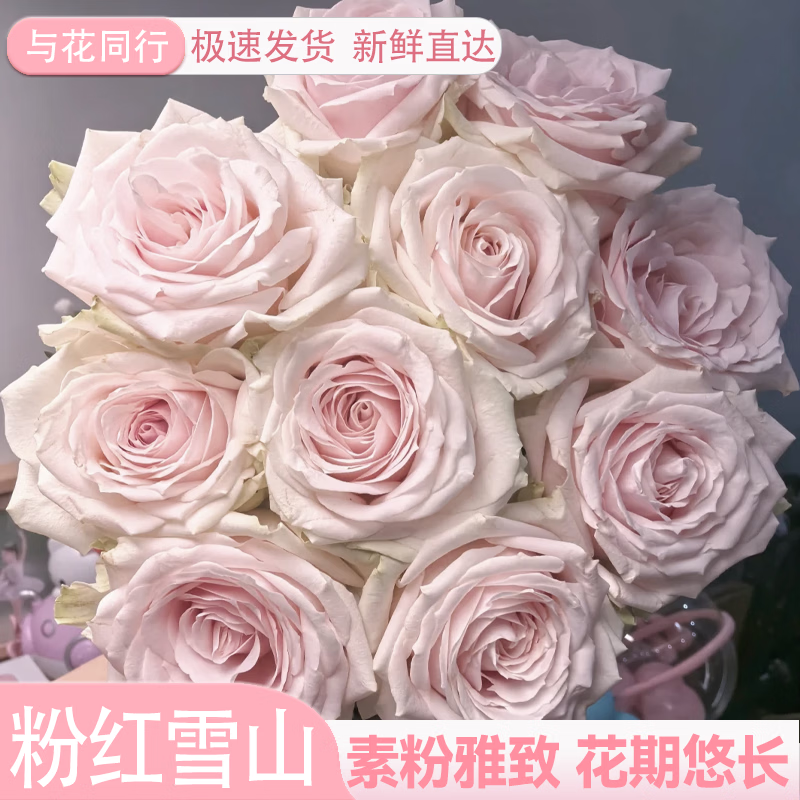与花同行粉雪山玫瑰鲜花云南斗南花市室内办公室水养插花送礼粉色玫瑰花束 【10枝】粉红雪山单头玫瑰 【收到货是淡粉色，养护后上色】下单联系客服领取养护
