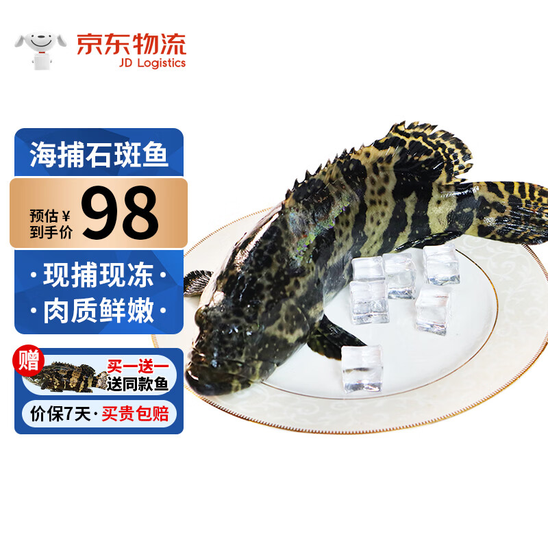 鲟食活冻石斑鱼野外生长海捕龙胆珍珠斑 老虎斑生鲜鱼类海鲜 石斑鱼净重650-800g/条【买一送一】