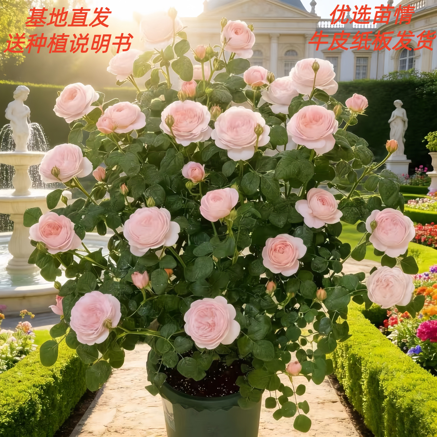 墨薰槿瑞典女王月季花中苗四季开花盆栽阳台灌木花园室外浓香切花玫瑰 天荷繁星中苗【大花浓香，月月开多分支】 高度35厘米左右【21*17】种植杯